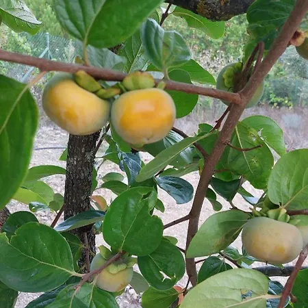 Quinta Penedo Antas - Al 3* Sertã