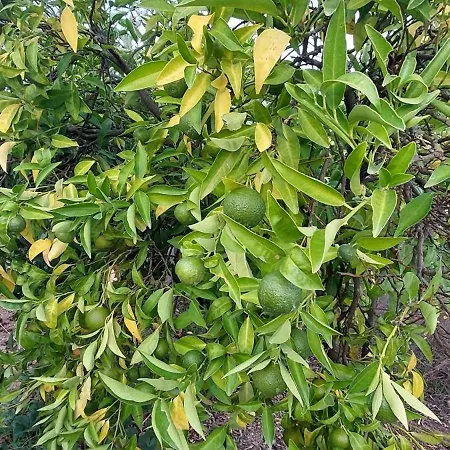 ベッド・アンド・ブレックファスト Quinta Penedo Antas - Al