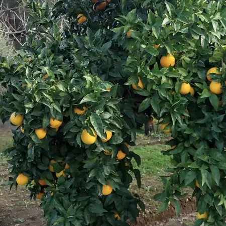 Bed and breakfast Quinta Penedo Antas - Al 3*