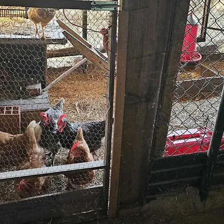Quinta Penedo Antas - Al Alojamento de Acomodação e Pequeno-almoço
