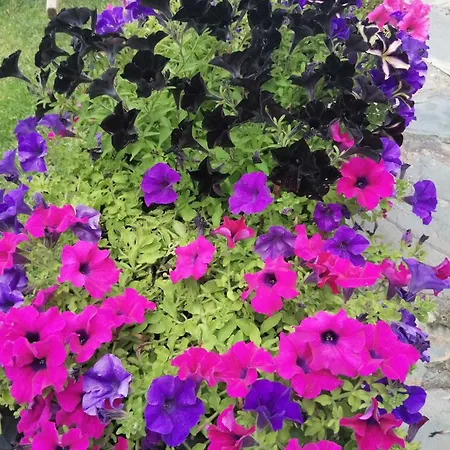 Bed & Breakfast Quinta Penedo Antas Serta