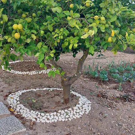 Quinta Penedo Antas - Al Bed & Breakfast *