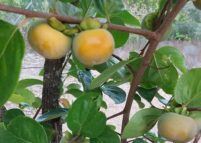 Quinta Penedo Antas 3* Sertã