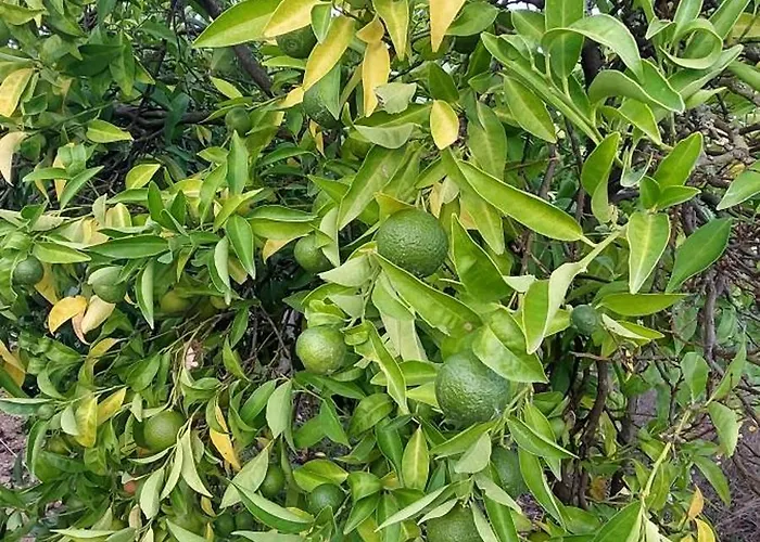 Alojamento de Acomodação e Pequeno-almoço Quinta Penedo Antas