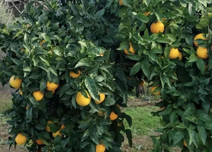 Alojamento de Acomodação e Pequeno-almoço Quinta Penedo Antas 3*