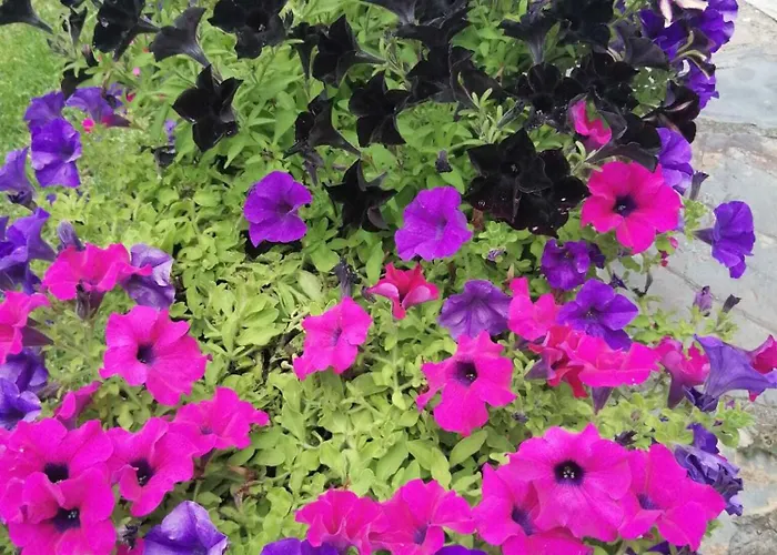 Alojamento de Acomodação e Pequeno-almoço Quinta Penedo Antas Sertã